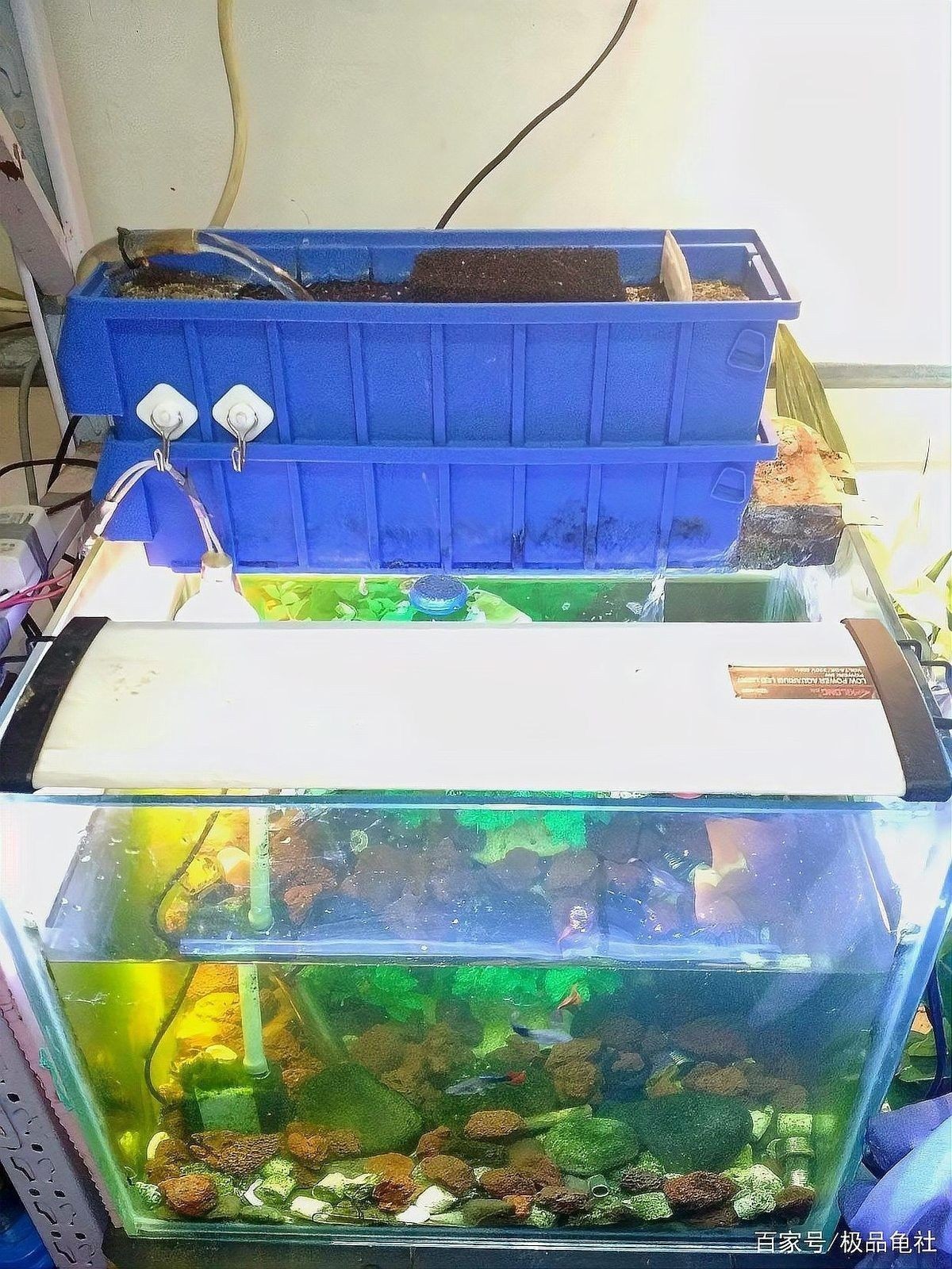 上濾魚缸濾材如何擺放：養(yǎng)魚說，魚缸濾材擺放有講究