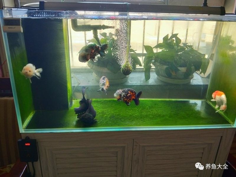 龍魚缸底濾的尺寸如何確定？：如何確定龍魚缸底濾尺寸