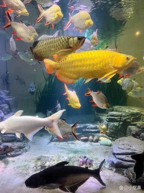 金龍魚壁紙有哪些高清版本？：金龍魚壁紙的高清版本分類及推薦