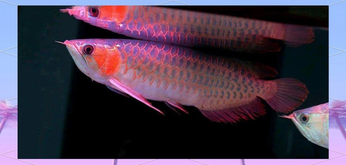 黑金剛過背金龍魚的市場價格是多少：金剛過背金龍魚價格