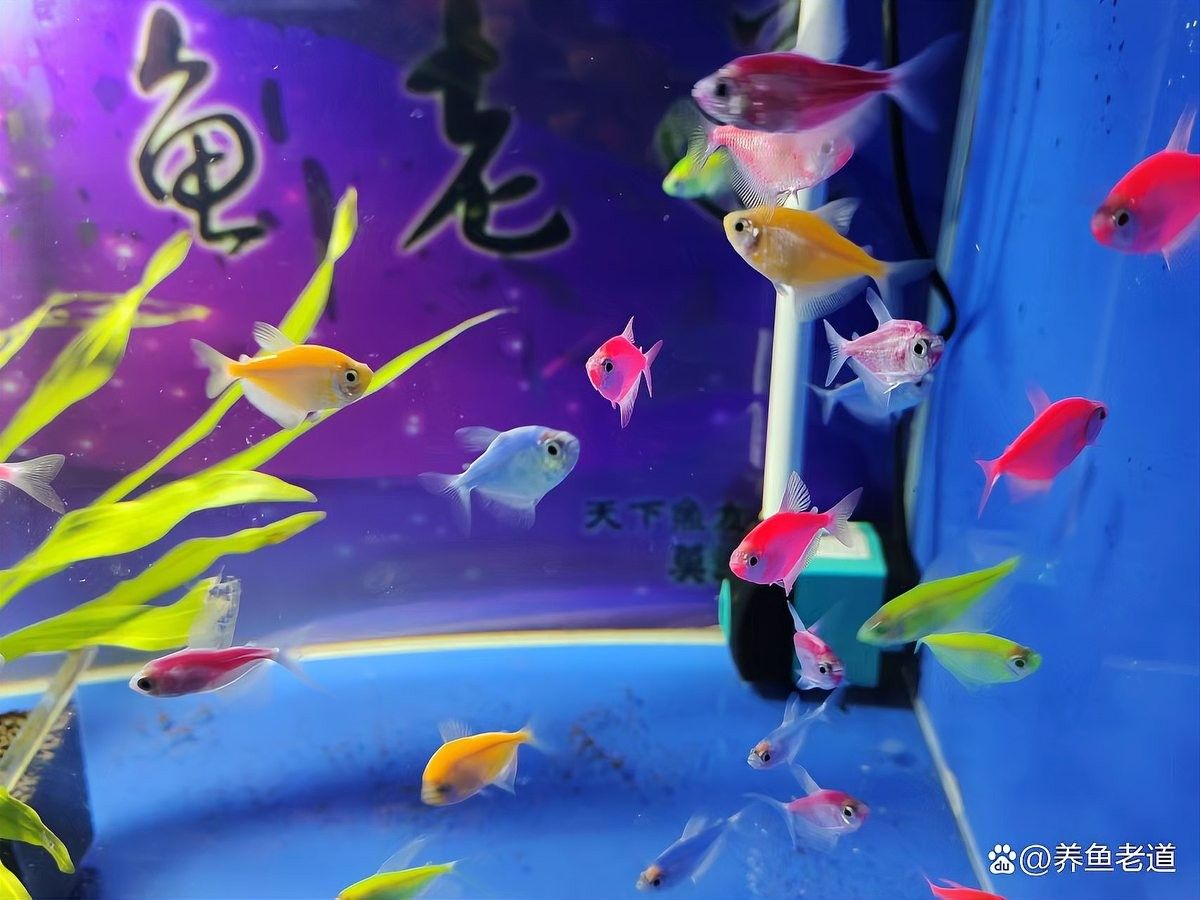 龍魚駝背后還能恢復正常嗎：奶芙酥聽，如何預防龍魚駝背
