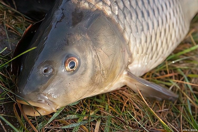 如何判斷龍魚和鸚鵡魚是否吃飽：如何判斷魚是否吃飽