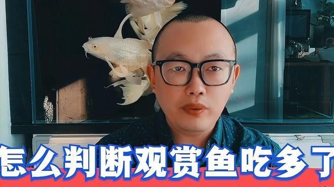 如何判斷龍魚和鸚鵡魚是否吃飽：如何判斷魚是否吃飽