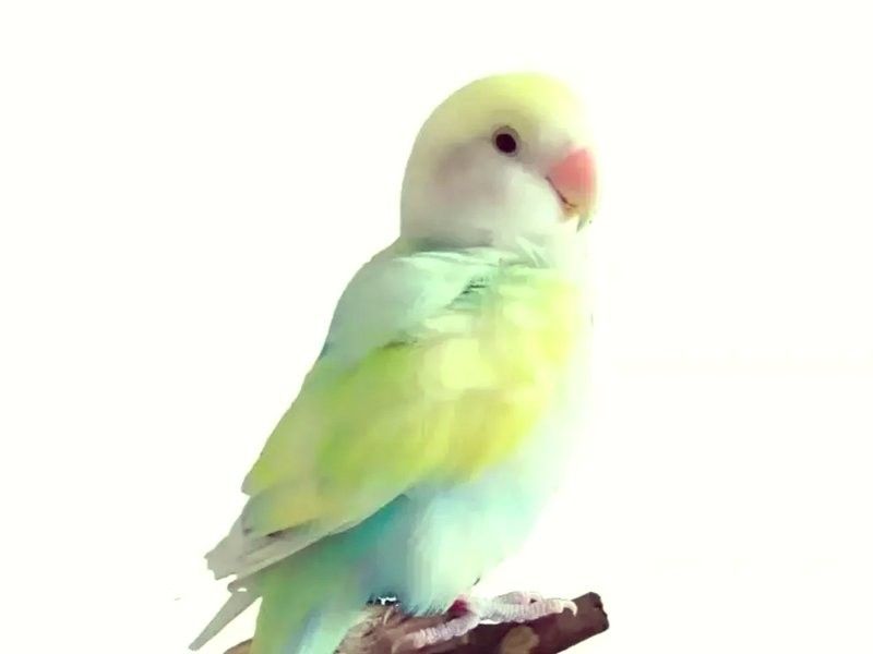 如何判斷龍魚和鸚鵡魚是否吃飽：如何判斷魚是否吃飽