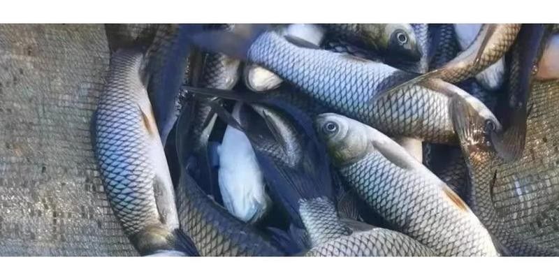 如何判斷龍魚和鸚鵡魚是否吃飽：如何判斷魚是否吃飽