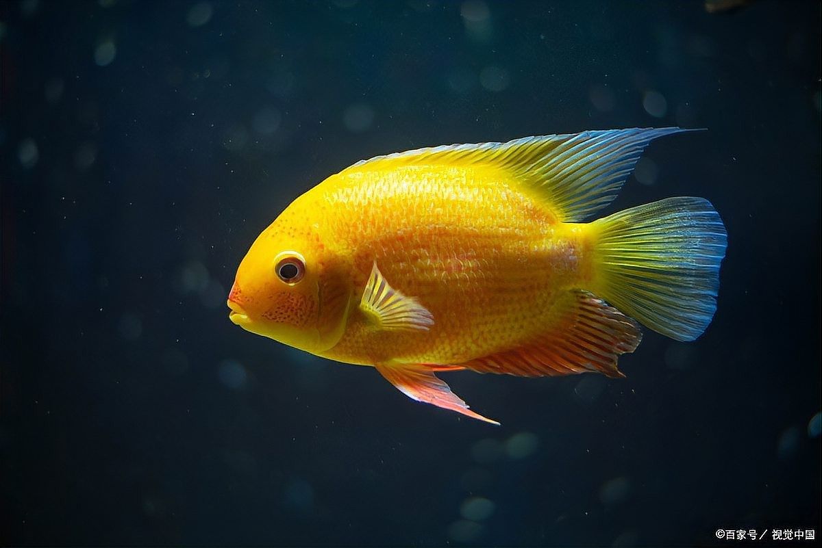 如何判斷金龍魚爛尾的嚴重程度：金龍魚爛尾了怎么辦