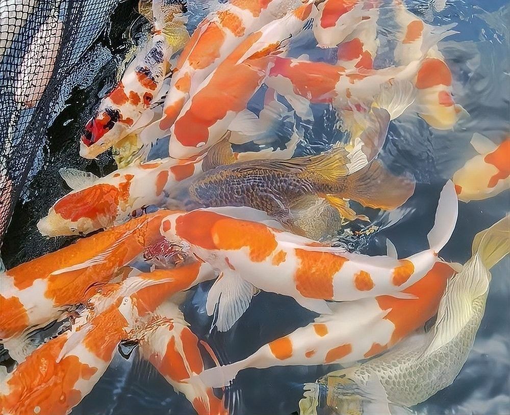 增城哪個水族館龍魚好？祥龍魚場龍魚：廣州增城祥龍魚場年銷售900多萬元年銷900多萬元 增城哪個水族館龍魚好？祥龍魚場龍魚：廣州增城祥龍魚場年銷售900多萬元年銷900多萬元 龍魚百科 第10張