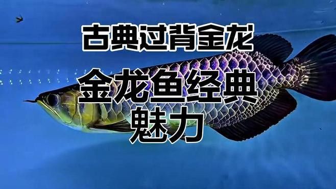 如何判斷古典過(guò)背金龍的純度？：古典過(guò)背金龍有什么特點(diǎn)