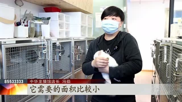 龍貓多久放風一次：龍貓多久放風一次，龍貓放風時需要注意哪些安全問題？