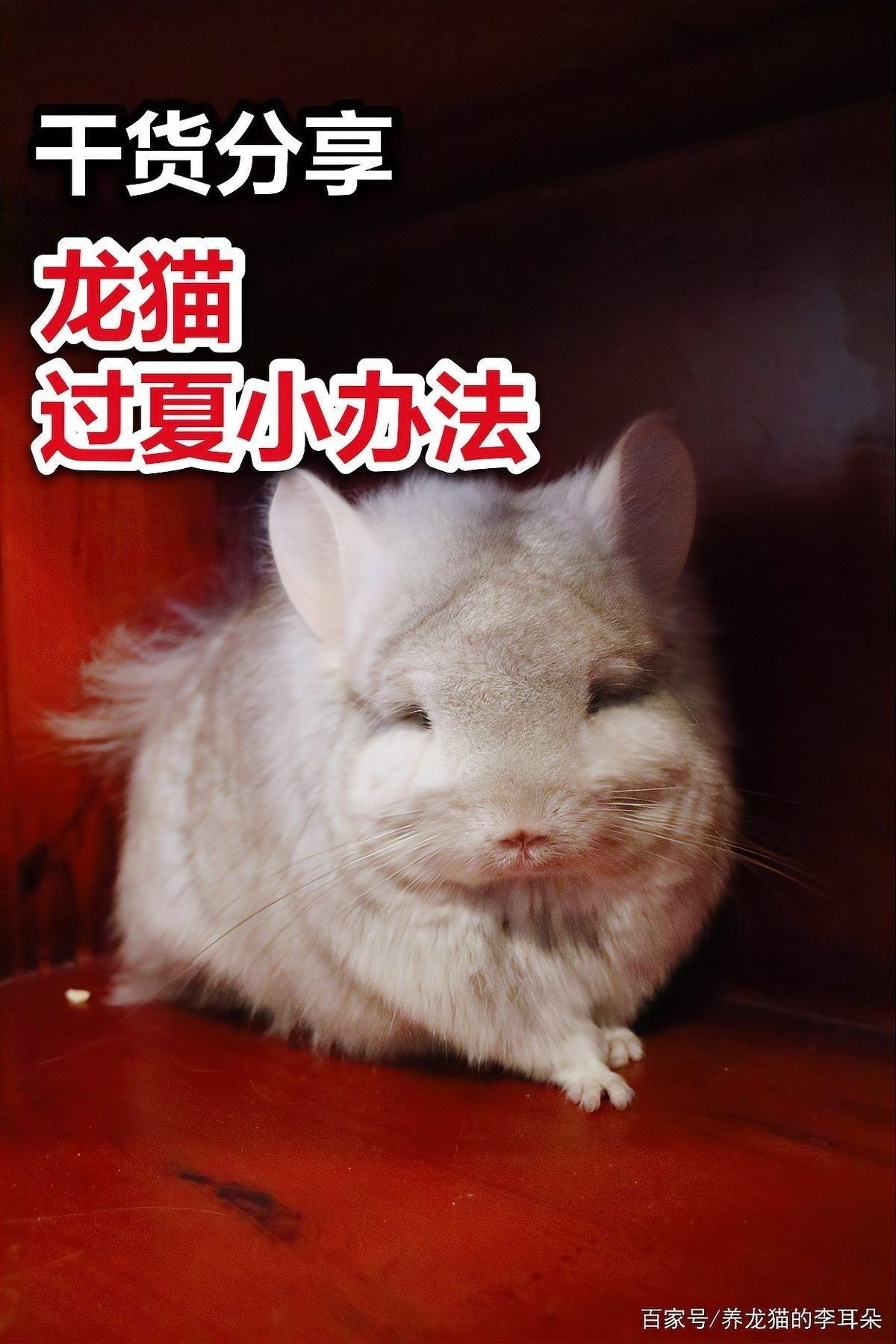 龍貓多久放風一次：龍貓多久放風一次，龍貓放風時需要注意哪些安全問題？