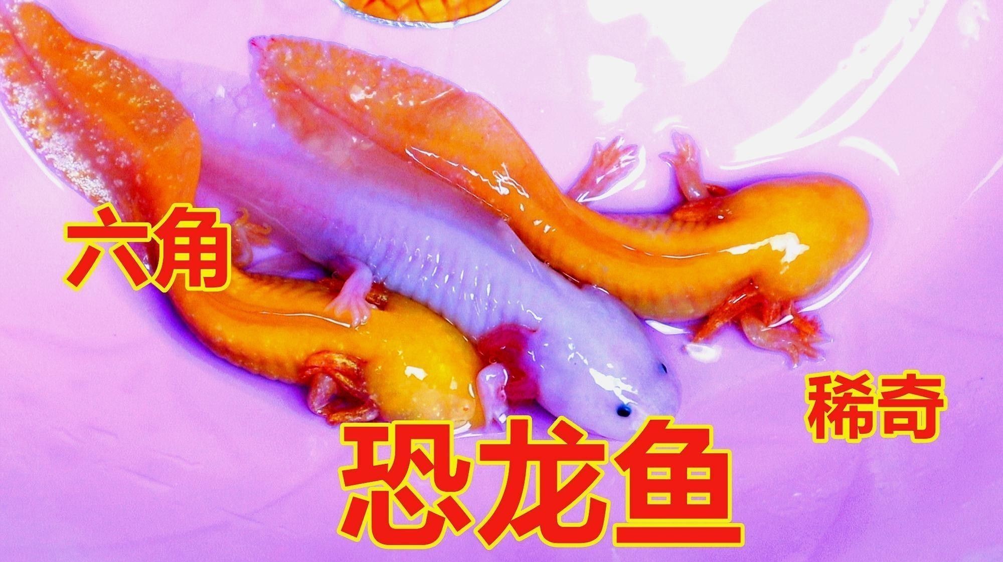 如何區分不同品種的小型恐龍魚：如何區分小型恐龍魚品種