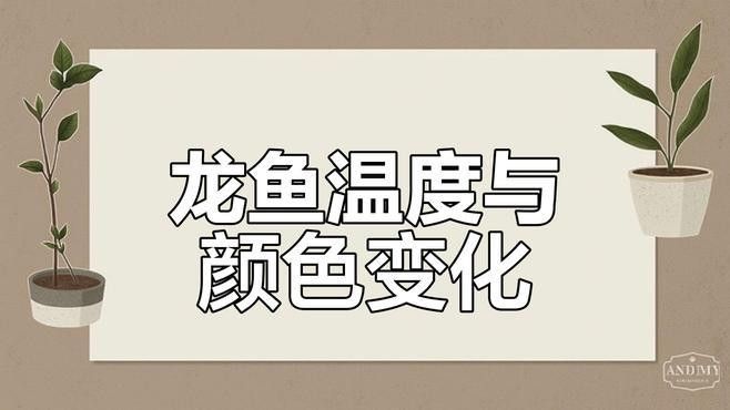 龍魚攝影作品如何評價：如何判斷龍魚攝影作品？