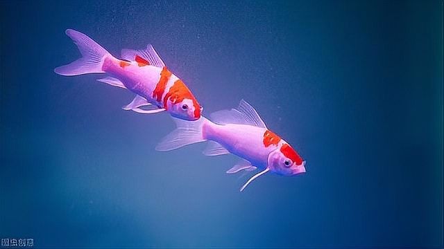 自制紅龍魚增色飼料教程：自制紅龍魚增色飼料教程，自制紅龍魚增色飼料的小技巧