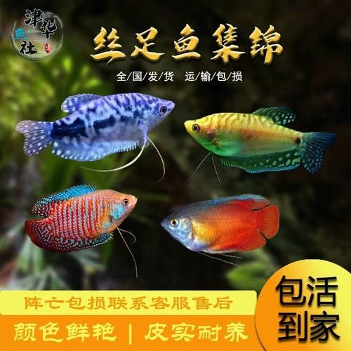 給我一些藍色龍魚高清圖片：富媒體素材庫中暫無可用的藍色龍魚高清圖片