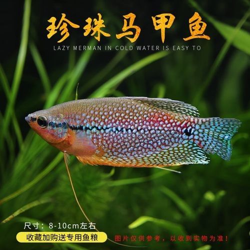 給我一些藍色龍魚高清圖片：富媒體素材庫中暫無可用的藍色龍魚高清圖片