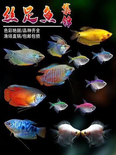 給我一些藍色龍魚高清圖片：富媒體素材庫中暫無可用的藍色龍魚高清圖片
