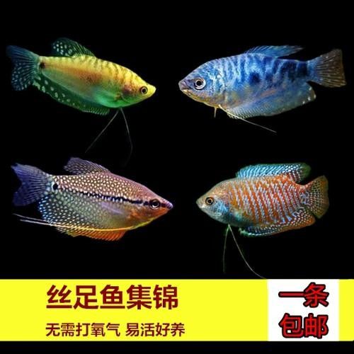 給我一些藍色龍魚高清圖片：富媒體素材庫中暫無可用的藍色龍魚高清圖片