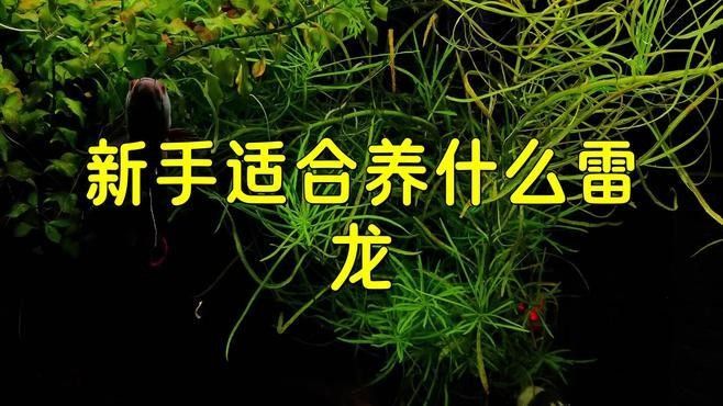 哪些雷龍魚品種價格親民？：價格親民的雷龍魚品種