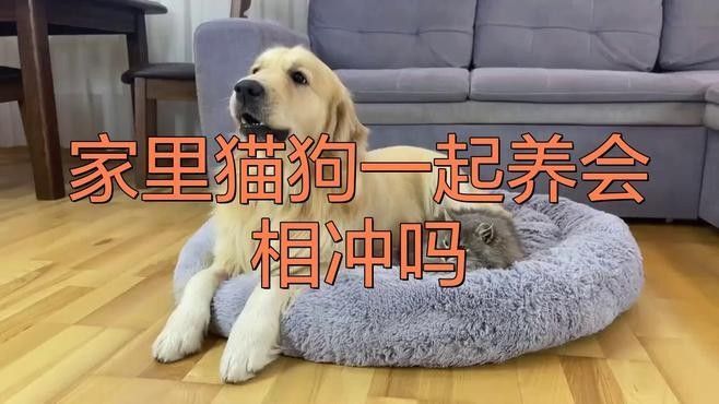 混養時如何避免打架？：如何避免混養動物打架