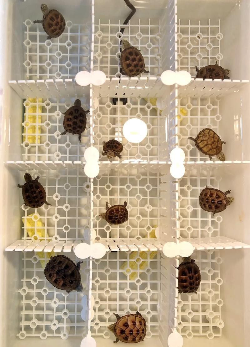 混養時如何避免打架？：如何避免混養動物打架