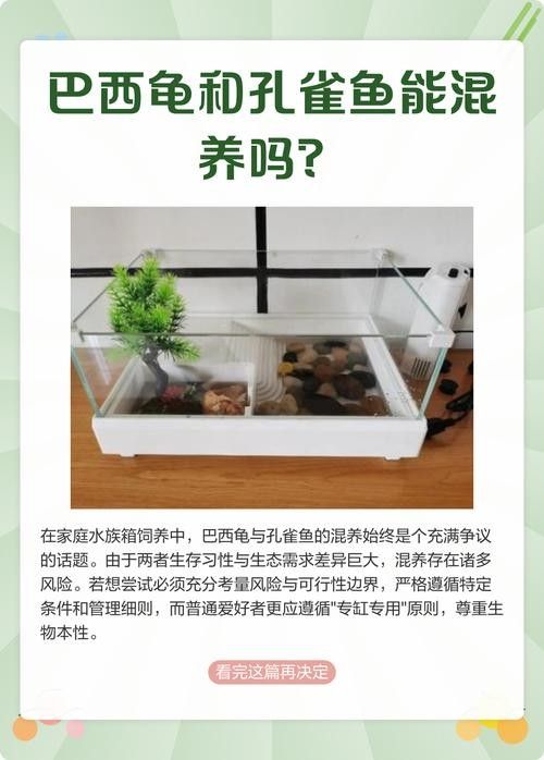 脆肉皖魚的養殖方法，七彩雷龍魚的養殖方法·如何養殖脆肉皖魚