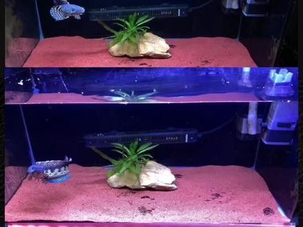 雷龍魚燈的功率多大合適：雷龍魚燈怎么選 雷龍魚燈的功率多大合適：雷龍魚燈怎么選 龍魚百科 第4張