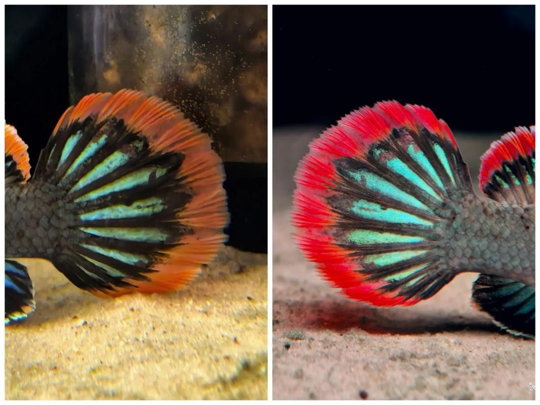 雷龍魚燈的功率多大合適:雷龍魚燈怎么選 龍魚百科 第9張 雷龍魚燈的功率多大合適:雷龍魚燈怎么選 雷龍魚燈的功率多大合適:雷龍魚燈怎么選 龍魚百科 第9張