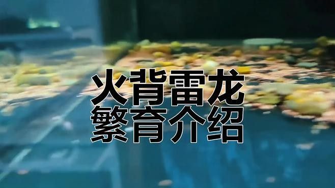 彩虹雷龍魚繁殖注意事項：關(guān)于彩虹雷龍魚繁殖的注意事項