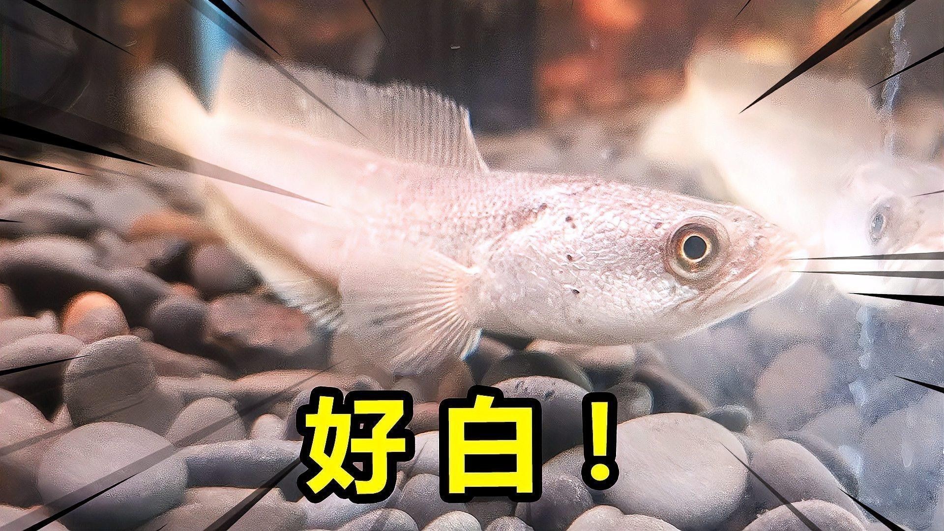 如何區分不同品種的白龍魚：如何辨別不同品種的白龍魚