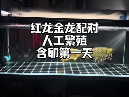 紅龍魚繁殖后的護(hù)理：紅龍魚繁殖后護(hù)理