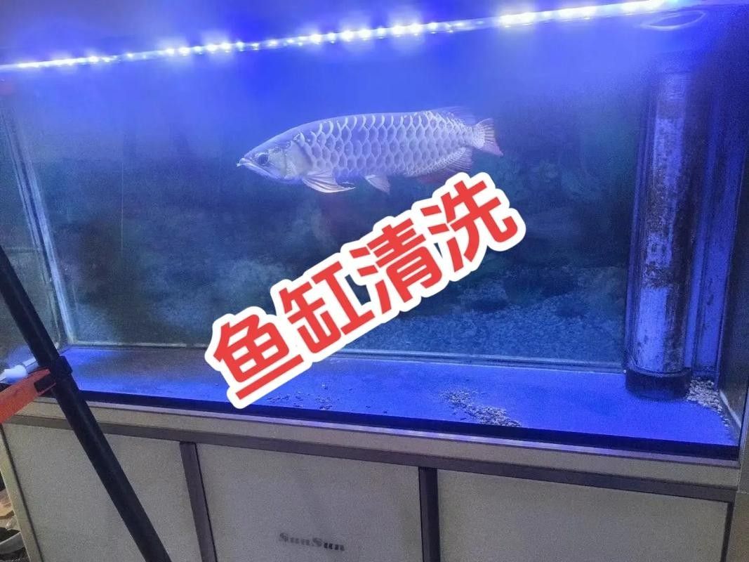 龍魚魚缸清洗需要多長(zhǎng)時(shí)間？：【魚缸清洗方法】魚缸多久清洗一次