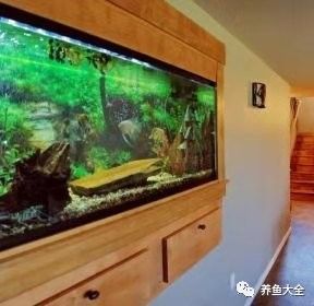 龍魚魚缸清洗需要多長(zhǎng)時(shí)間？：【魚缸清洗方法】魚缸多久清洗一次