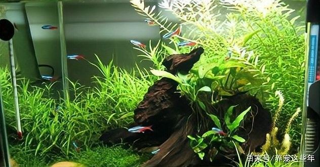 龍魚魚缸清洗需要多長(zhǎng)時(shí)間？：【魚缸清洗方法】魚缸多久清洗一次