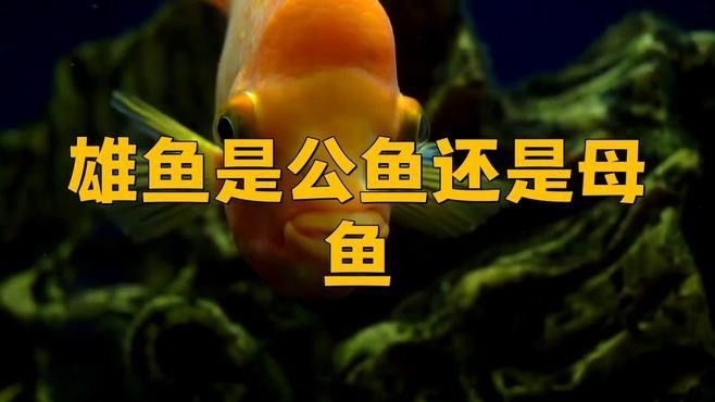 如何區分海水黃龍魚的雌雄：如何區分海水黃龍魚的雌雄？