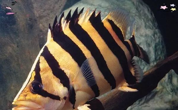 虎魚和恐龍魚混養需要多久適應？：如何判斷虎魚和恐龍魚混養需要注意哪些問題