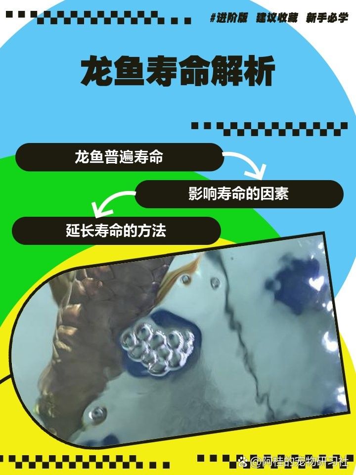 黑鱗龍魚(yú)能活多久？：黑鱗龍魚(yú)的壽命可以活多久，