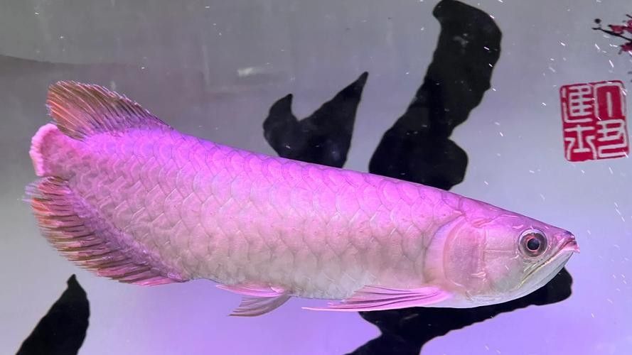 哪里可以找到高清的斑尾龍魚圖片：如何找到高清斑尾龍魚圖片