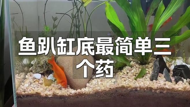 龍魚臥缸如何治療：治療龍魚臥缸的方法 龍魚臥缸如何治療：治療龍魚臥缸的方法 龍魚百科 第2張