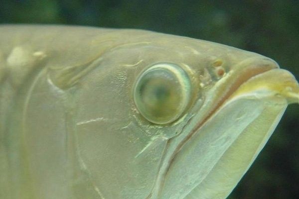 如何預防龍魚眼睛疾病？：\