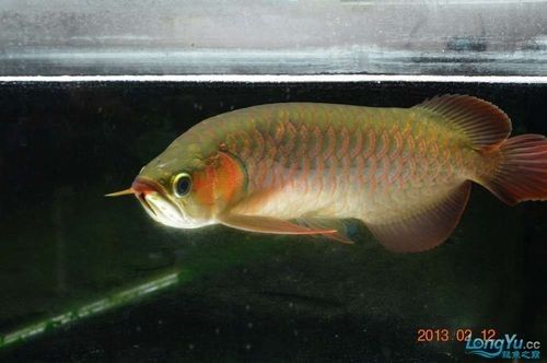 和興龍魚哪個系列最好？：和興龍魚哪個品牌最好