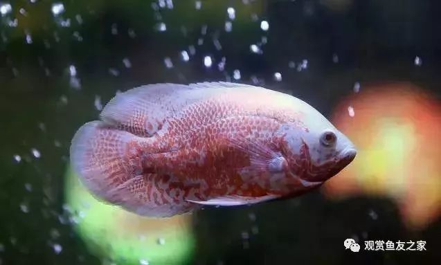 龍魚剛買回來需要過水嗎：廣州龍魚祥龍魚場如何過水新魚下缸如何過水處理