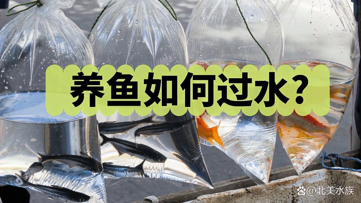 龍魚剛買回來需要過水嗎：廣州龍魚祥龍魚場如何過水新魚下缸如何過水處理