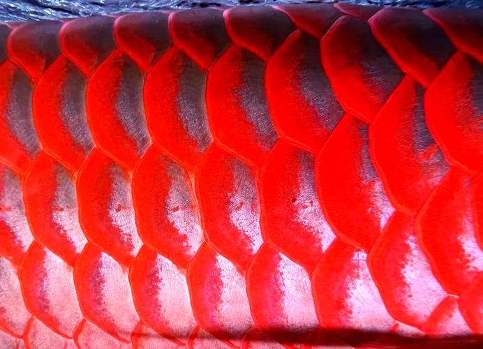 紅龍魚鱗片顯微結構圖有哪些？：紅龍魚鱗片顯微結構的多個方面包括鱗片的基本構造、色素沉積、紋理特征