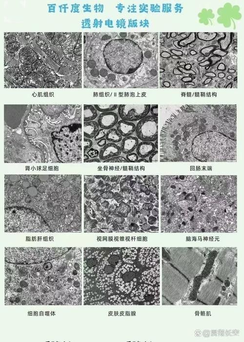 紅龍魚鱗片顯微結構圖有哪些？：紅龍魚鱗片顯微結構的多個方面包括鱗片的基本構造、色素沉積、紋理特征