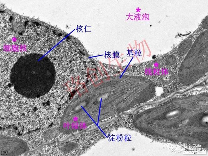 紅龍魚鱗片顯微結構圖有哪些？：紅龍魚鱗片顯微結構的多個方面包括鱗片的基本構造、色素沉積、紋理特征