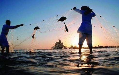 龍魚苗的運輸風險大嗎：長沙農(nóng)創(chuàng)聯(lián)展開龍魚苗運輸風險與距離、管理措施密切相關(guān)