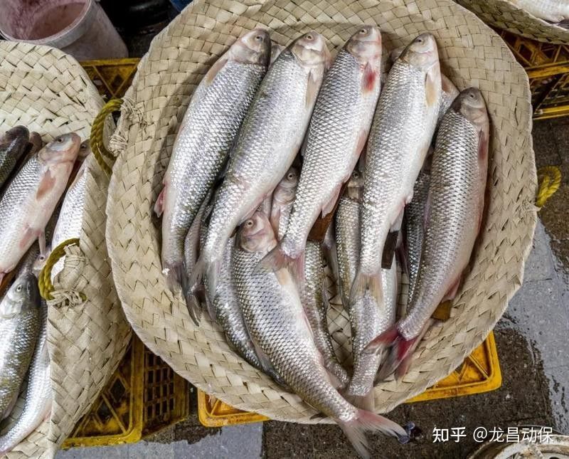 龍魚苗的運輸風險大嗎：長沙農(nóng)創(chuàng)聯(lián)展開龍魚苗運輸風險與距離、管理措施密切相關(guān)