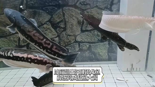 龍魚冷凍保鮮能保存多久：冷凍如何保存龍魚