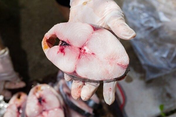 龍魚冷凍保鮮能保存多久：冷凍如何保存龍魚