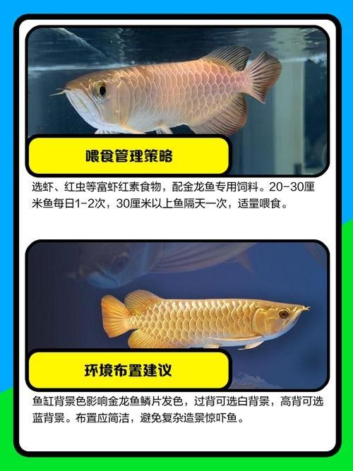 藍金龍魚適合新手養嗎：新手養藍金龍魚好養嗎新手如何輕松駕馭水中貴族友寵